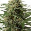 Moby Dick XXL Auto de Dinafem seeds, son semillas de marihuana autoflorecientes feminizadas que podrás comprar en nuestro grow shop online.