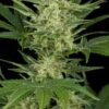 Critical Jack Auto de Dinafem Seeds, son semillas de marihuana autoflorecientes feminizadas que puedes comprar en nuestro Grow Shop online.