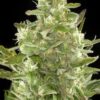 Critical+ Auto de Dinafem Seeds, son semillas de marihuana autoflorecientes feminizadas que puedes comprar en nuestro Grow Shop