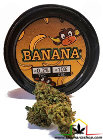 Flores de CBG Banana 3.5GR, cáñamo industrial con fines aromáticos. THC inferior al 0,2% y CBD 10%. Marihuana legal que puedes comprar en Themariashop.