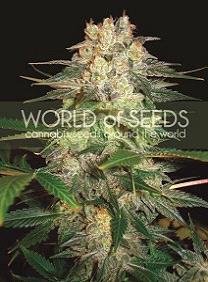 Afghan Kush Ryder Auto de World of Seeds, are autoflowering cannabis seeds that you can buy in our grow shop online.