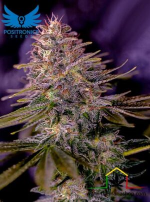 American Purple de Positronics, son semillas de marihuana feminizadas que puedes comprar en nuestro grow shop