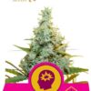 AMG - Amnesia Mac Ganja de Royal Queen Seeds, son semillas de marihuana feminizadas que puedes comprar en nuestro Grow Shop online.
