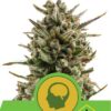 Amnesia Haze Automatic de Royal Queen Seeds, son semillas de marihuana autoflorecientes feminizadas que puedes comprar en nuestro Grow Shop online.