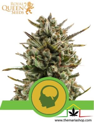 Amnesia Haze Automatic de Royal Queen Seeds, son semillas de marihuana autoflorecientes feminizadas que puedes comprar en nuestro Grow Shop online.