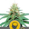 Amnesia Haze Regular de Royal Queen Seeds, son semillas de marihuana regulares que puedes comprar en nuestro Grow Shop online.