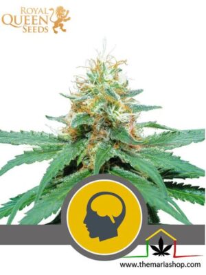 Amnesia Haze Regular de Royal Queen Seeds, son semillas de marihuana regulares que puedes comprar en nuestro Grow Shop online.