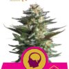 Amnesia Haze de Royal Queen Seeds, semillas de marihuana feminizadas que puedes comprar en nuestro Grow Shop online.