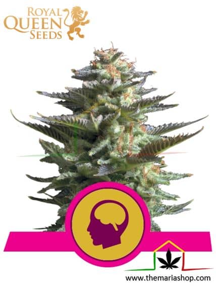 Amnesia Haze de Royal Queen Seeds, semillas de marihuana feminizadas que puedes comprar en nuestro Grow Shop online.