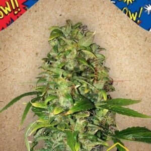 Auto Ak de Female Seeds, son semillas de marihuana autoflorecientes que puedes comprar en nuestro Grow Shop online.