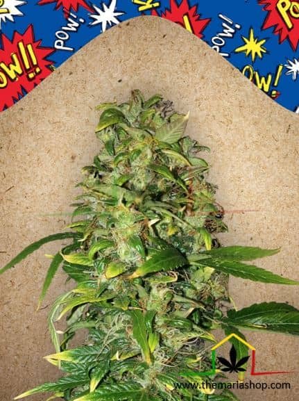 Auto Ak de Female Seeds, son semillas de marihuana autoflorecientes que puedes comprar en nuestro Grow Shop online.