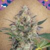 Auto Blueberry Cheesecake de Female Seeds, son semillas de marihuana autoflorecientes que puedes comprar en nuestro Grow Shop online.