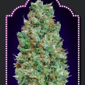 Auto Blueberry - 00 Seeds