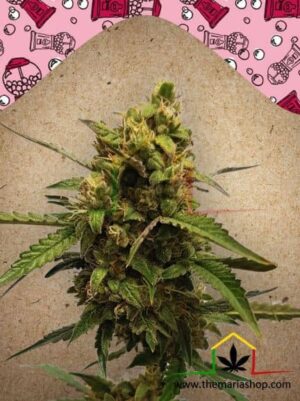 Auto Bubble de Female Seeds, son semillas de marihuana autoflorecientes que puedes comprar en nuestro Grow Shop online.