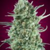 Auto Bubble Gum XXL by 00 Seeds are autoflowering marijuana seeds that you can buy in our online grow shop.
