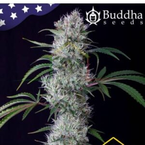 Buddha Auto Cookie - Buddha Seeds