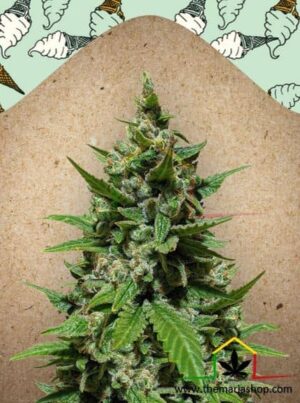 Auto Gelato de Female Seeds, son semillas de marihuana autoflorecientes que puedes comprar en nuestro Grow Shop online.