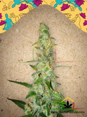 Auto Kush de Female Seeds, son semillas de marihuana autoflorecientes que puedes comprar en nuestro Grow Shop online.