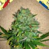 Auto NL de Female Seeds, son semillas de marihuana autoflorecientes que puedes comprar en nuestro Grow Shop online.