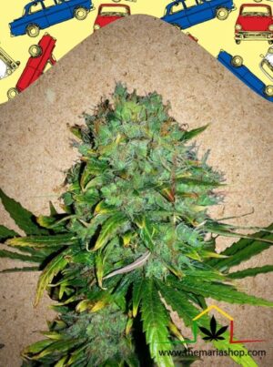Auto NL de Female Seeds, son semillas de marihuana autoflorecientes que puedes comprar en nuestro Grow Shop online.