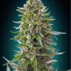 Auto Northern Lights by 00 Seeds are autoflowering marijuana seeds that you can buy in our online grow shop.