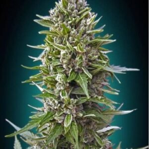 Auto Northern Lights by 00 Seeds are autoflowering marijuana seeds that you can buy in our online grow shop.