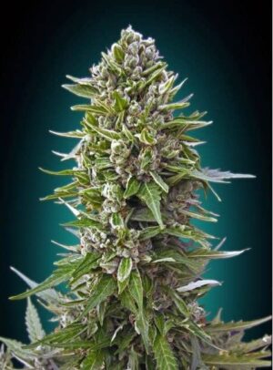 Auto Northern Lights by 00 Seeds are autoflowering marijuana seeds that you can buy in our online grow shop.