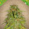 Auto Speed Bud de Female Seeds, son semillas de marihuana autoflorecientes que puedes comprar en nuestro Grow Shop online.