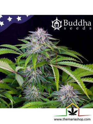 Buddha Auto Tangie - Buddha Seeds