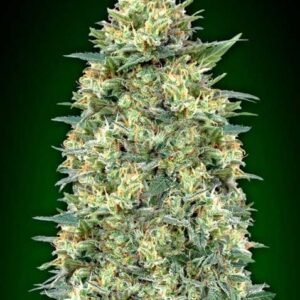 Auto White Widow - 00 Seeds