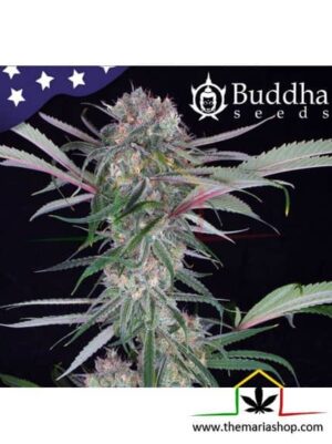Buddha Auto Zkitt - Buddha Seeds