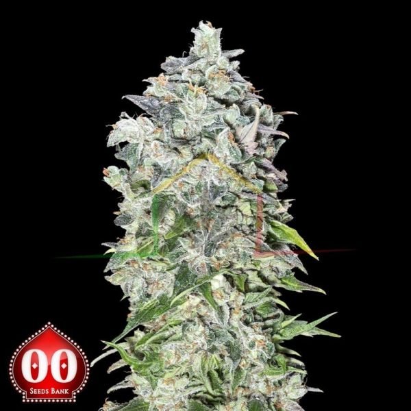 Auto 00 Kush - 00 Seeds