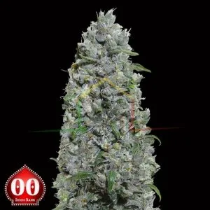 Auto Afghan Mass XXL - 00 Seeds