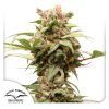 Auto CBG Force - Dutch Passion