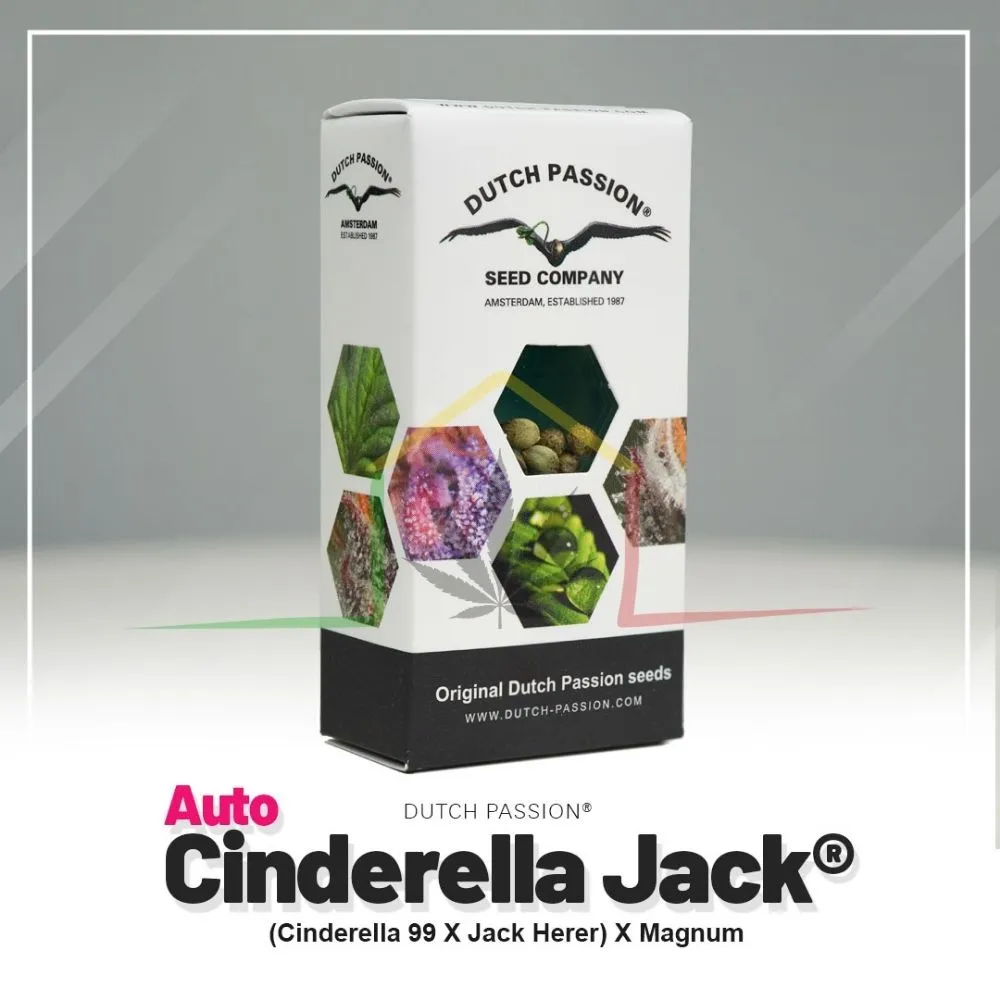 Auto Cinderella Jack - Dutch Passion