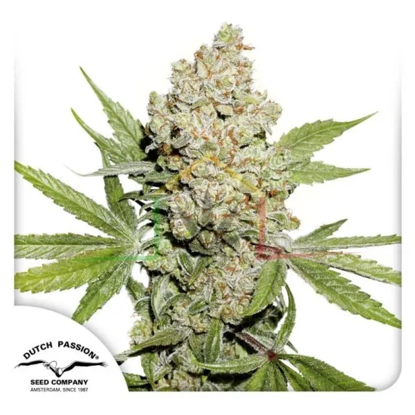 Auto Lemon Kix - Dutch