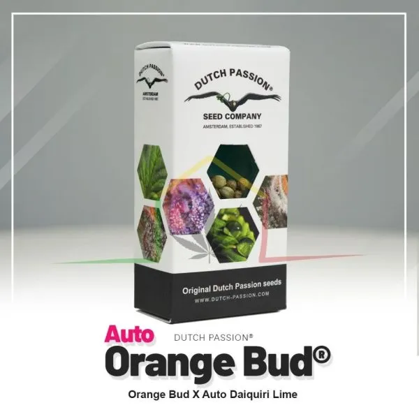 Orange Bud Auto - Dutch Passion