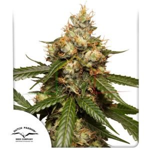 Auto THC - Victory -  Dutch Passion