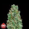 Auto Blueberry - 00 Seeds