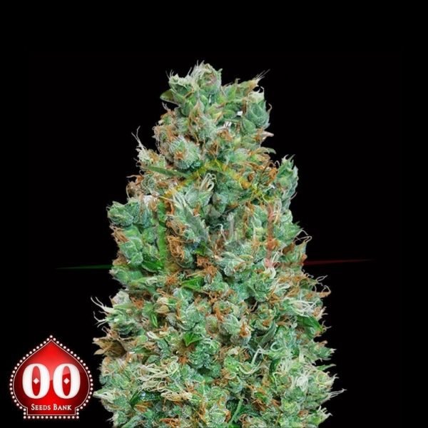 Auto Blueberry - 00 Seeds