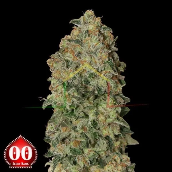 Auto Chocolate Skunk - 00 Seeds