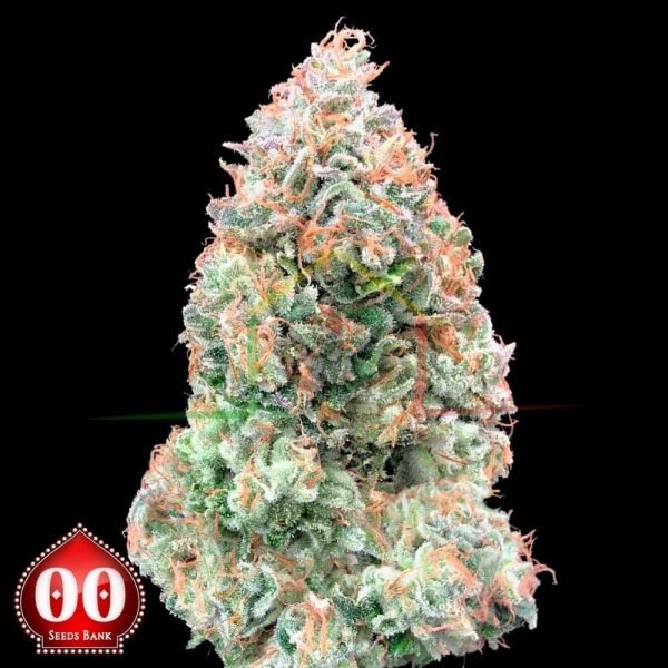 Auto Chocolate Skunk XXL - 00 Seeds