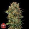 Auto Chocolate Kush - 00 Seeds