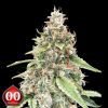Auto Lemon OG - 00 Seeds