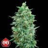 Auto Northern Lights XXL - 00 Seeds