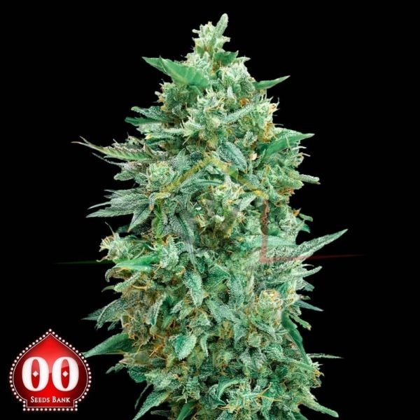 Auto Northern Lights XXL - 00 Seeds