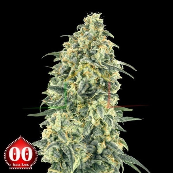 Auto White Widow XXL - 00 Seeds