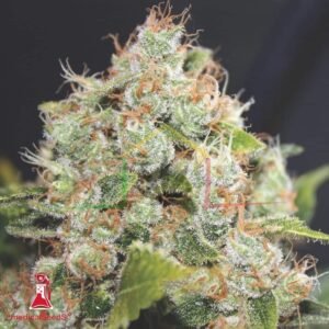 Sour Diesel - Medical Seeds