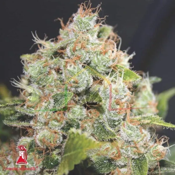 Sour Diesel - Medical Seeds