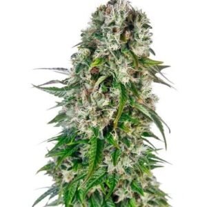 Big Bud Auto - Sensi Seeds